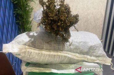 Polres Aceh Barat tangkap warga terkait kepemilikan 1,5 kg ganja