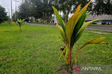 Petani di Natuna terima 38.500 bibit kelapa dari Kementan