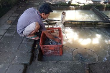 DKP Mataram menyiapkan bantuan 133 kelompok budidaya ikan air tawar