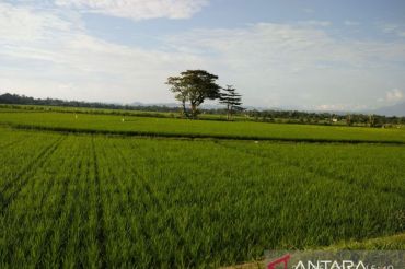 Bone tetapkan lahan pertanian pangan berkelanjutan
