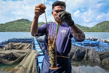 KKP: Budi daya lobster di Batam diperkirakan panen lagi pada September