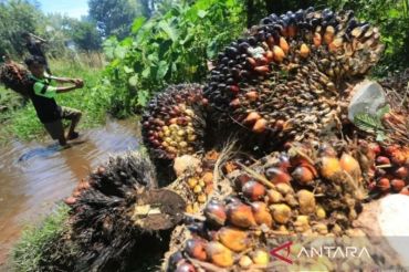 Harga TBS kelapa sawit penetapan Disbun Riau sentuh Rp3.900 per kilogram