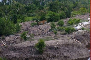Harimau Sumatra terpantau ada di Pulau Burung Inderagiri Hilir