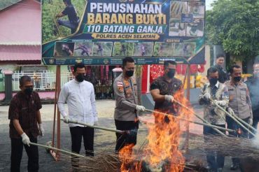 Polres Aceh Selatan musnahkan 110 batang ganja