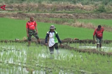 Zulhas sebut cetak sawah Merauke capai 1.200 hektare, panen Oktober