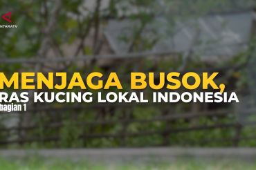 Menjaga busok, ras kucing lokal Indonesia (bagian 1)