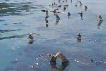 Pantai tiga desa di Semau Kabupaten Kupang terpapar tumpahan oli
