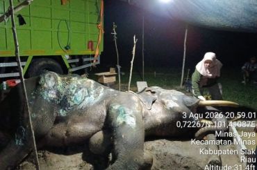Jovi, seekor gajah jantan binaan PLG Minas mati akibat komplikasi di usia 46 tahun