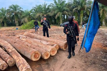 Polda Riau telusuri aliran uang perdagangan kayu ilegal di Kampar melalui TPPU