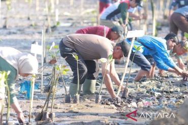 Bima memulihkan ekosistem pesisir Panda dengan tanam 700 bibit mangrove