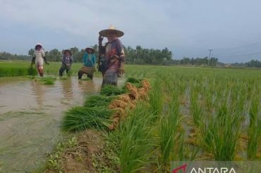 Rehabilitasi tuntas, petani di Bireuen kembali tanam padi seluas 302 hektare