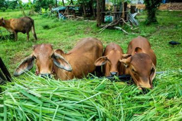 Akademisi: Pertahankan kondisi tanaman menjaga hijauan pakan saat kemarau