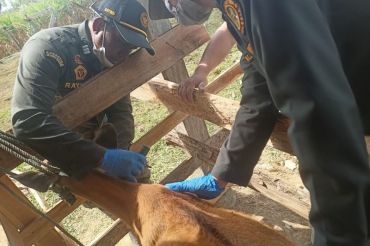 Pemkab Konawe Selatan dan Barantin ambil sampel darah ternak deteksi TBC hewan
