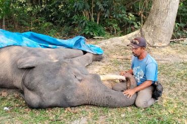 Ada gajah di kawasan konsesi PT Lestari Asri Jaya