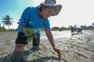 Pertanian padi organik wilayah lingkar tambang