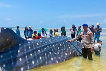 Hiu Paus sepanjang 9 meter ditemukan mati terdampar di Wangiwangi Wakatobi