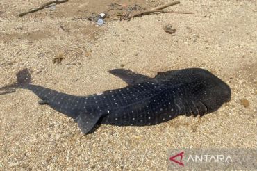 Anak hiu paus dua meter ditemukan mati di pesisir Pantai Bungkutoko Kendari