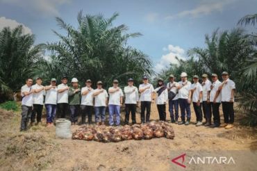 Realisasi Program Peremajaan Sawit Rakyat di Riau baru capai 55.140 hektare sejak 2017