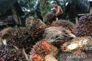 Harga TBS kelapa sawit di Riau kembali turun tipis, segini per kg