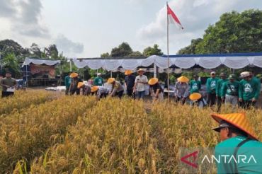 Petani Belitung hasilkan 2,2 ton beras lewat Pertanian Cerdas Iklim