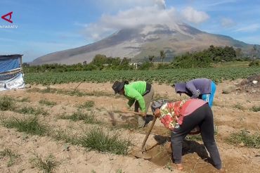 Petani di kaki Gunung Sinabung tetap beraktivitas setelah erupsi