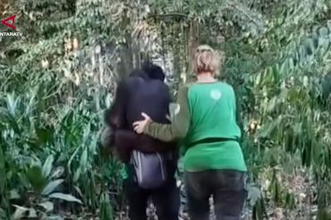 BKSDA Kaltim evakuasi 11 Orang Utan dari ancaman karhutla
