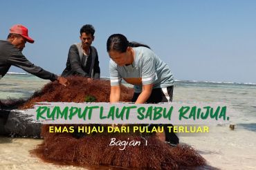 Rumput laut Sabu Raijua, emas hijau dari pulau terluar (bagian 1)