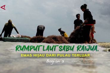 Rumput laut Sabu Raijua, emas hijau dari pulau terluar (bagian 3)