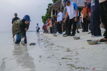 BTNW melepasliarkan 25 tukik penyu hijau jaga ekosistem laut Wakatobi