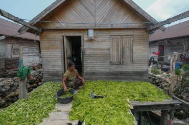 Komoditi selada laut di Wakatobi