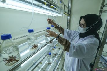 Laboratorium pembudidayaan rumput laut di Wakatobi