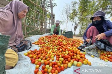 Pemkot manfaatkan 46 hektare lahan pertanian untuk program Palu Mapan
