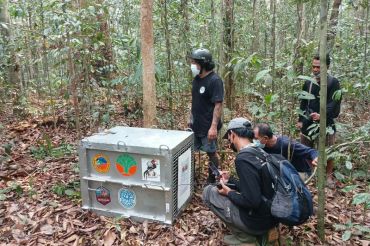 Eight orangutans rescued from W Kalimantan fires released into wild