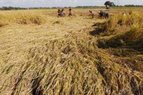 Diterjang Angin Puting Beliung