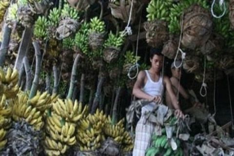 Pisang