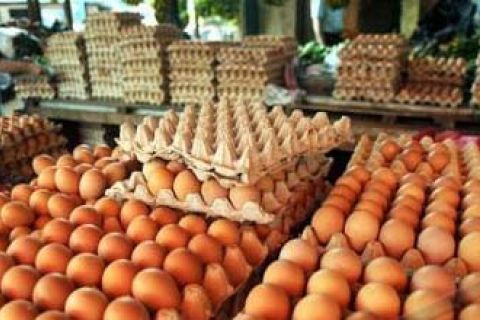 Harga Telur Naik