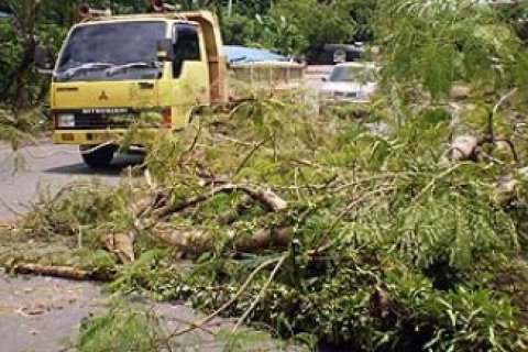 Pohon Ditumbangkan Hujan dan Angin Kencang