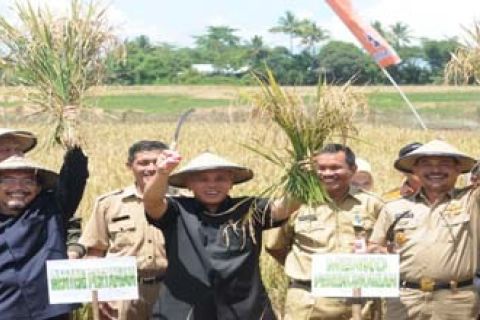 PANEN RAYA