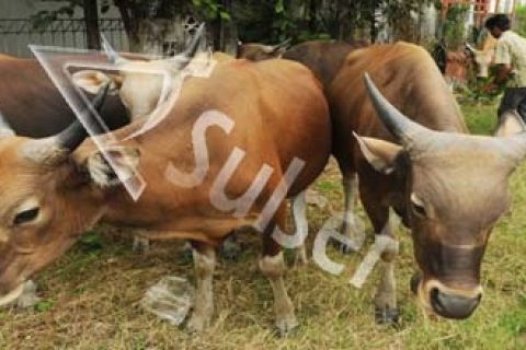 SAPI QURBAN