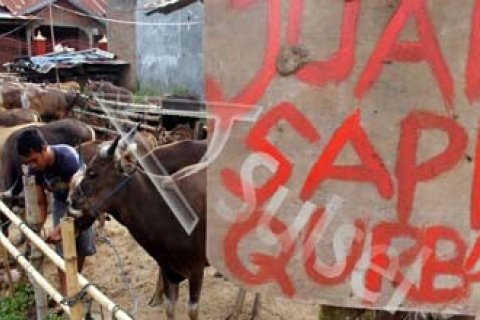 SAPI QURBAN