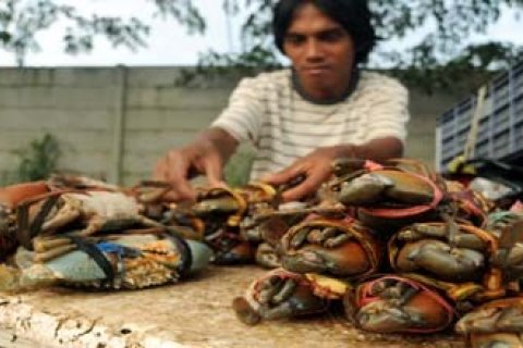 KEPITING TAMBAK