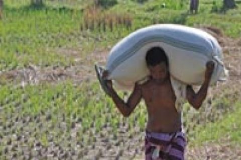 BURUH ANGKUT GABAH