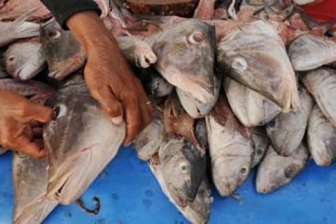 KEPALA IKAN KAKAP