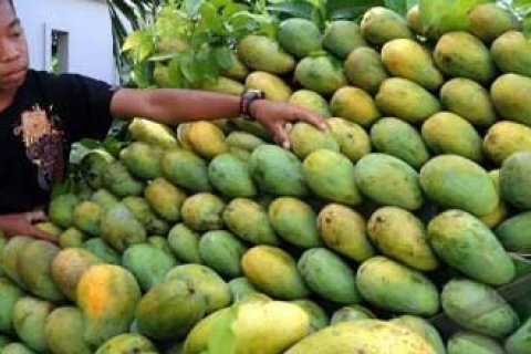 MANGGA HARUM MANIS