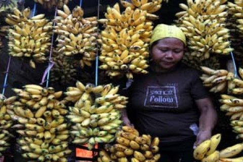 PISANG LAMPUNG