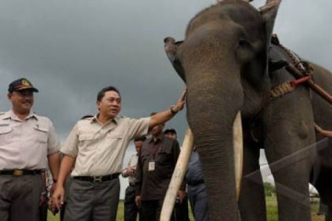 KONFLIK GAJAH MANUSIA
