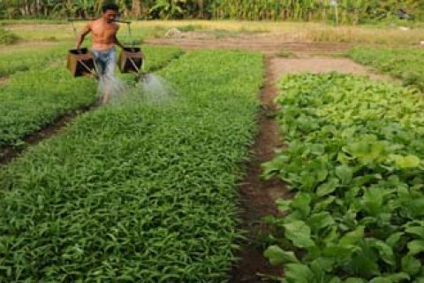 SAWAH TADAH HUJAN
