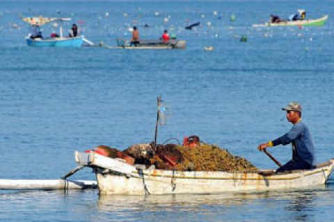 PANEN RUMPUT LAUT