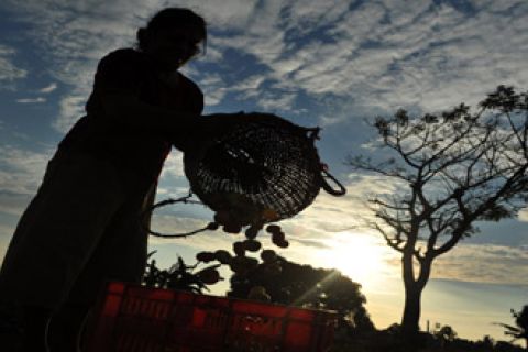 HARGA TOMAT TURUN