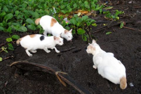 Kucing Liar